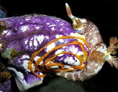 Sea Squirt Ocean Treasures Memorial Library